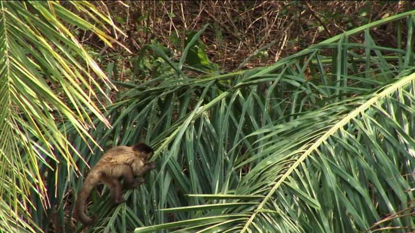 Brazil: Amazon river region fauna: monkey baby slowly climbing on a trees
