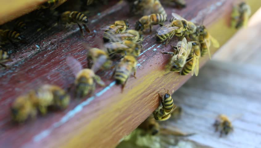 Wooden beehives and bees. Macro