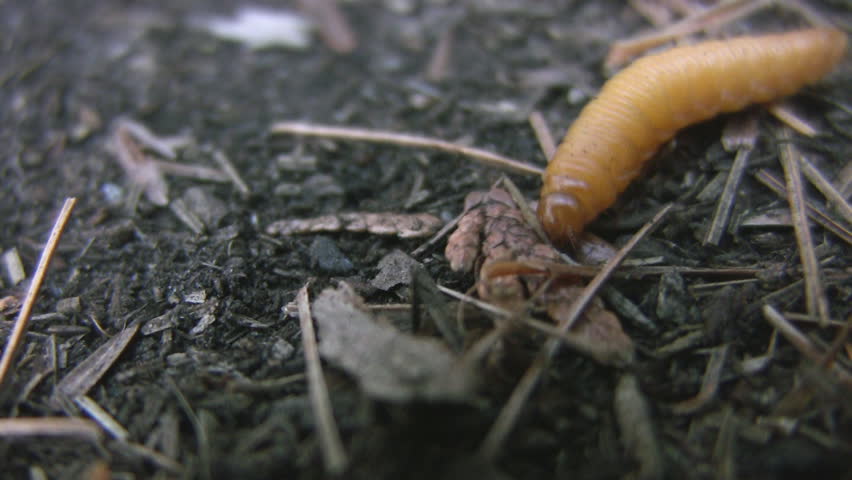 A small and determined grub, makes its way along the forest floor.
