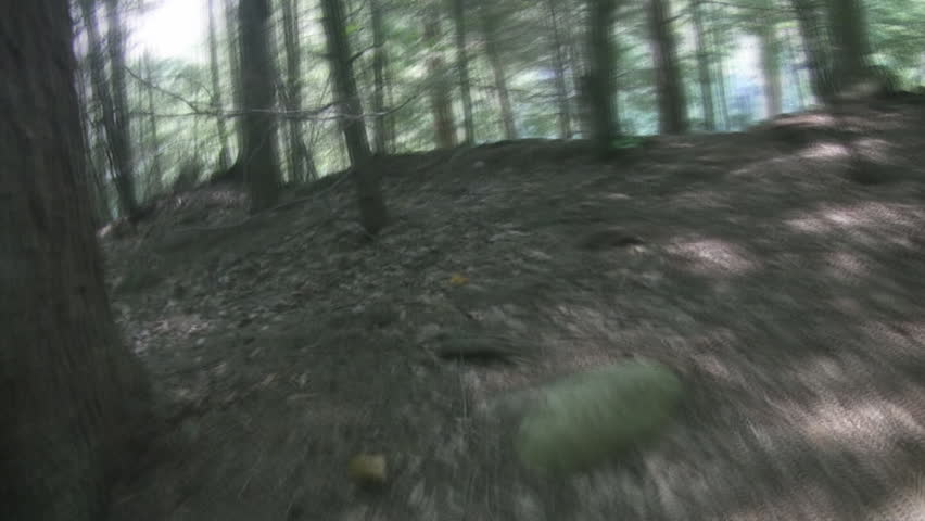 Chased through a forest. Timelapse POV shot.
