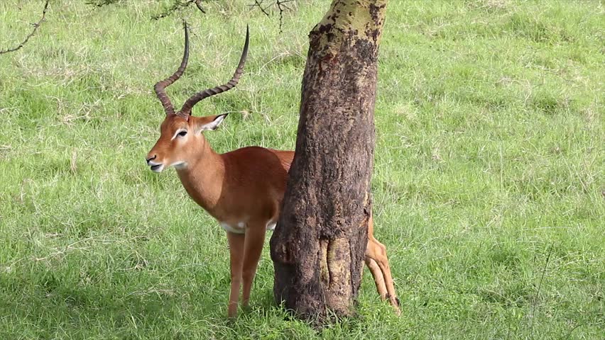 A Wild Male Impala (Aepyceros melampus) Seeks Shelter or Camouflage Behind a Narrow Tree Trunk at Lake Nakuru, Kenya, Africa. This is a big adult male with large horns.