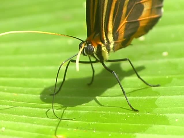 Ithomine butterfly drinking water using proboscis 