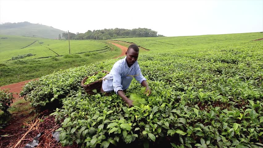 UGANDA, AFRICA - JUNE 13: Ugandan Man Works for Pennies a Day and Picks Tea from Bushes for Export to Other Countries on June 13, 2012 in Uganda, Africa.