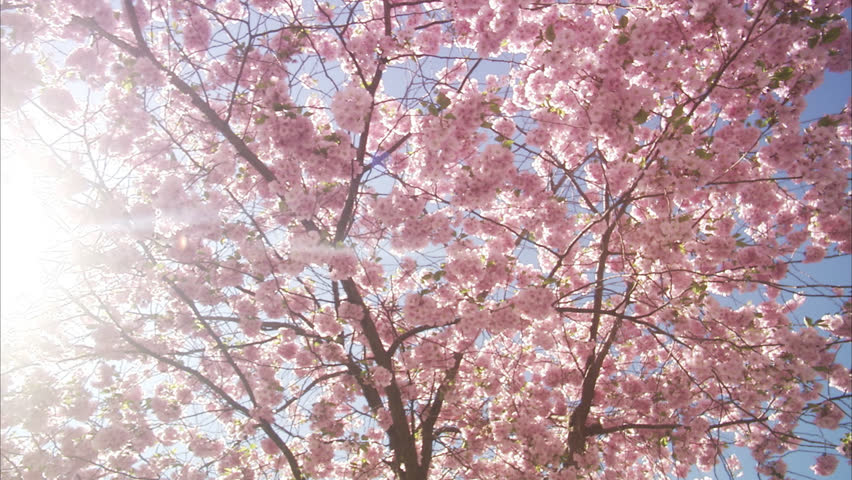 View of cherry tree during spring 