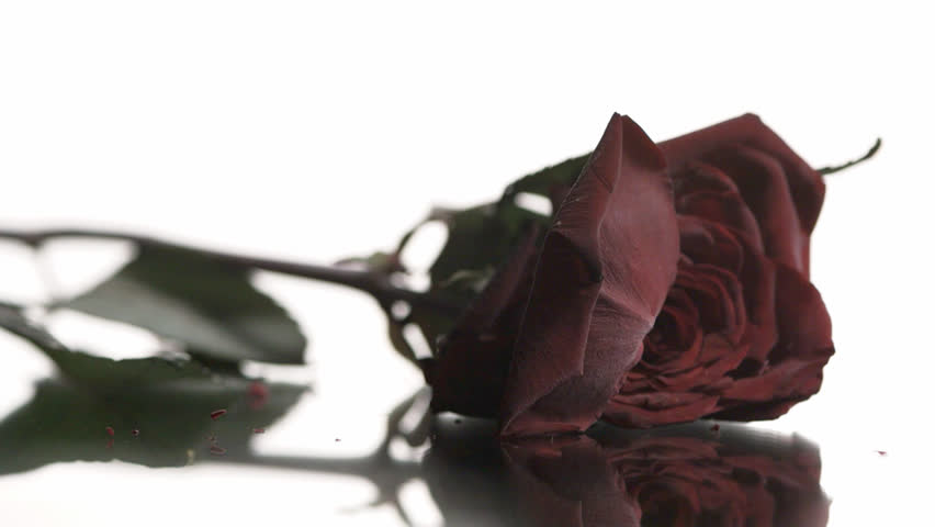 wilted red rose falling against white background