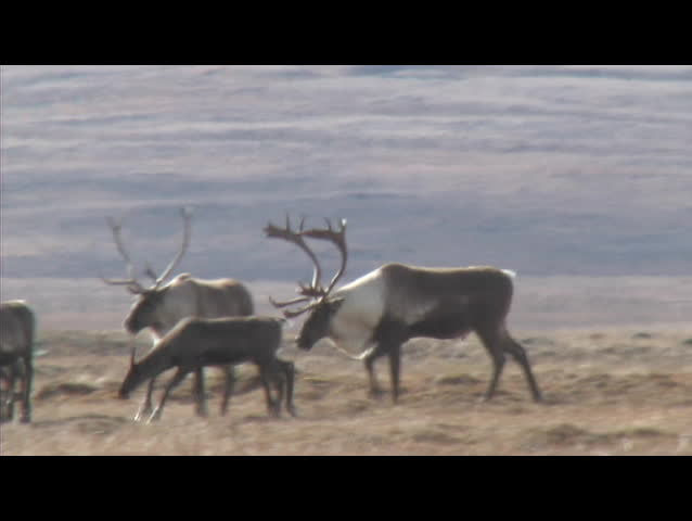 Herd of mountain caribou moving across a plateau in Canada.