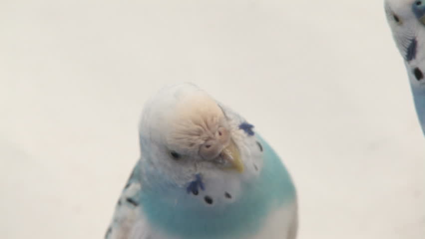 Two blue parakeets communicating