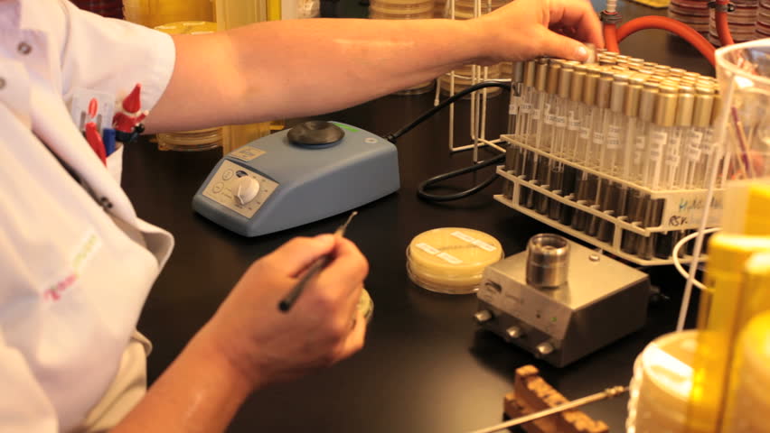 in a medical laboratory blood samples in agar jelly are tested on MRSA microbes