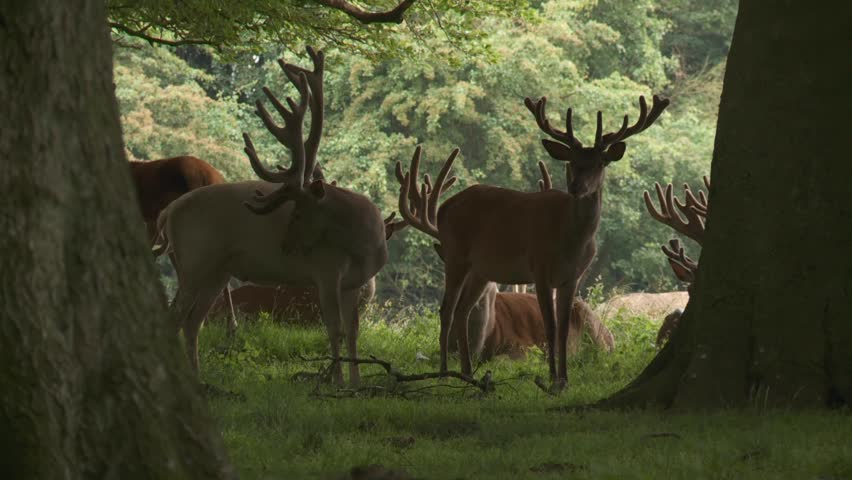 red deer