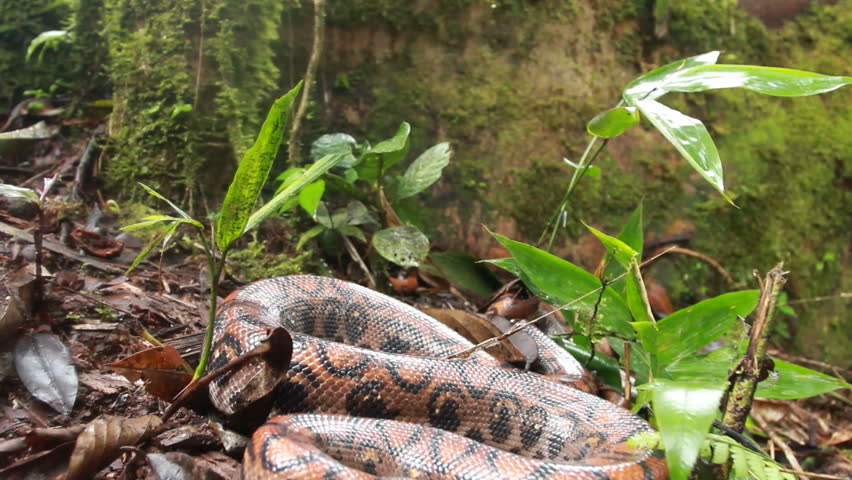 Rainbow boa (Epicrates cenchria) strikes three times