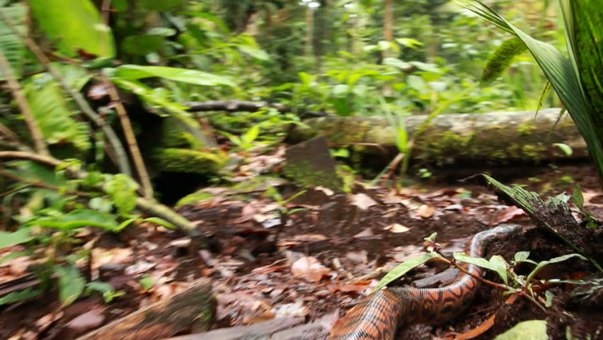 Rainbow boa (Epicrates cenchria) crawling on the rainforest floor, Ecuador