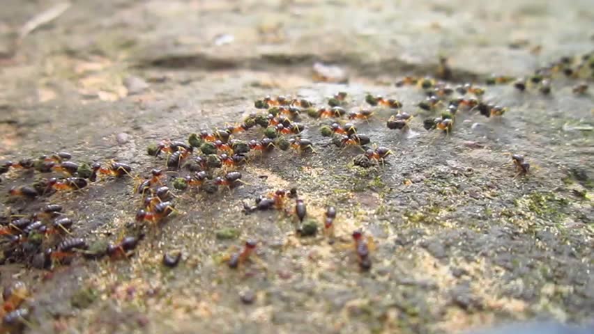 Close up ant working