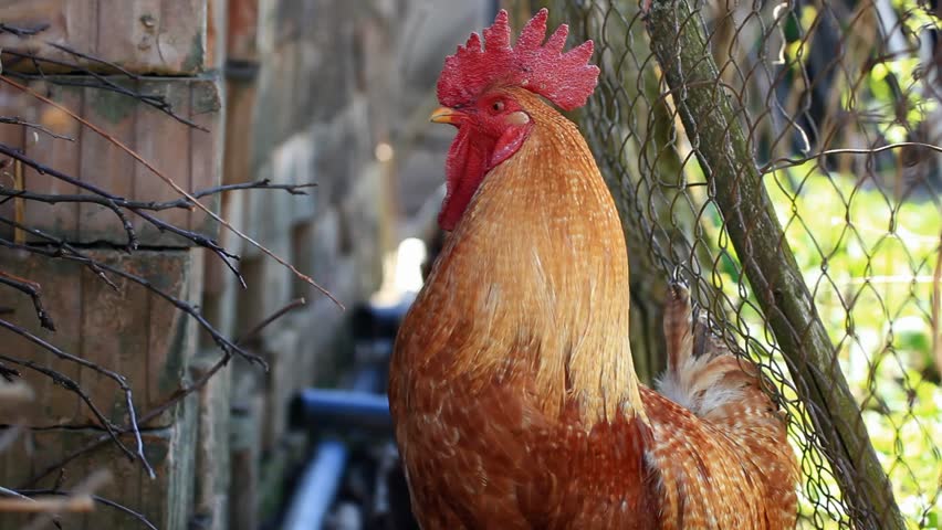 Red rooster walking in yard, then crowing