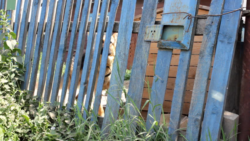 Barking dog_02
