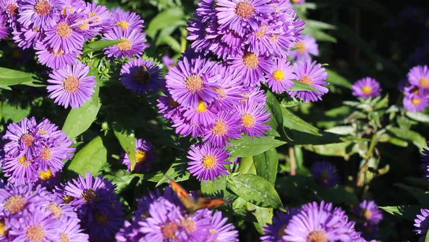 bees on a Aster dumosus