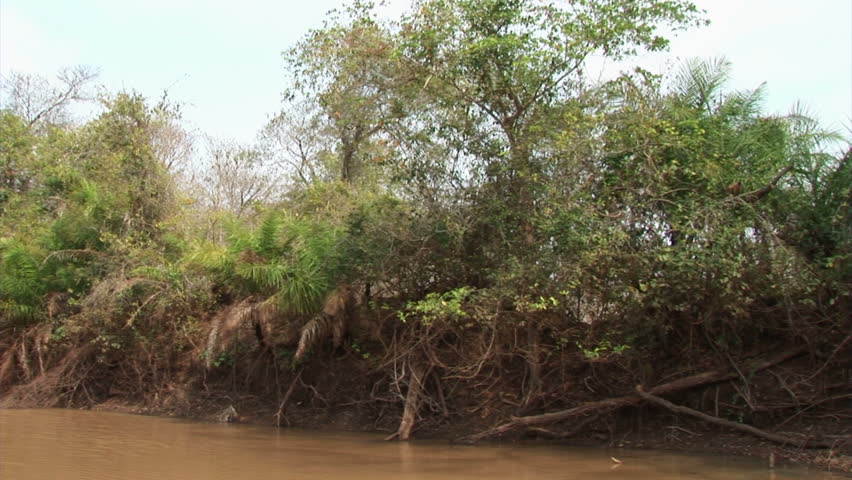 Brazil: Amazon river region fauna: monkeys running on a trees

