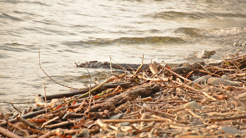 driftwood on the beach