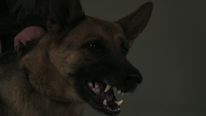 Mad Dog (slow motion 1000 fps)