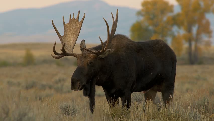 Big bull moose with full antlers eating grass in the evening 