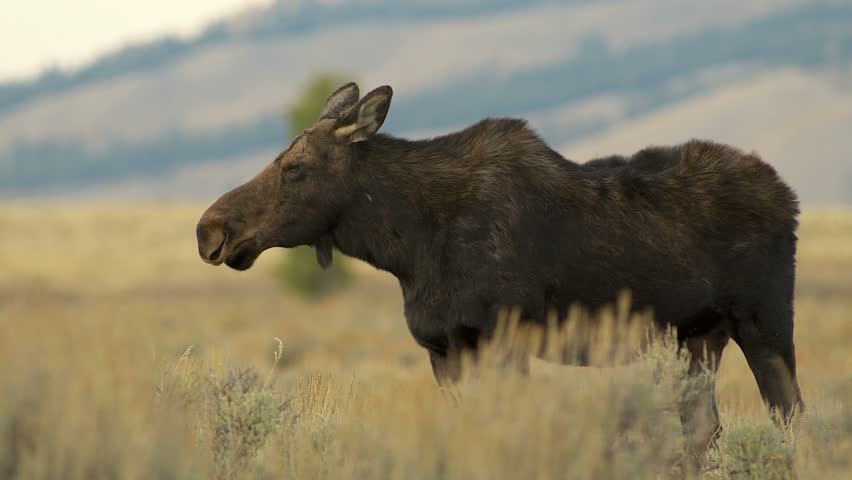Big bull moose with full antlers eating grass in the evening 