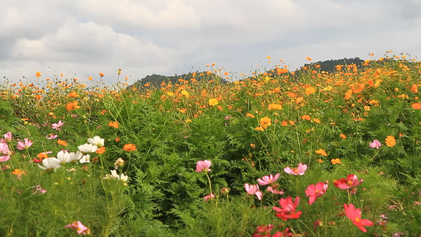 C. sulphureus Cav.,The Cosmos Flower is winding near mountain.
