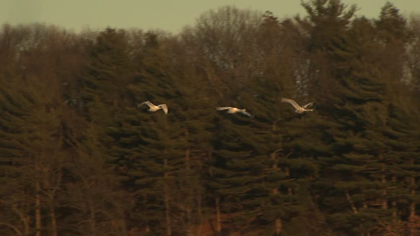 Swans flying past woods