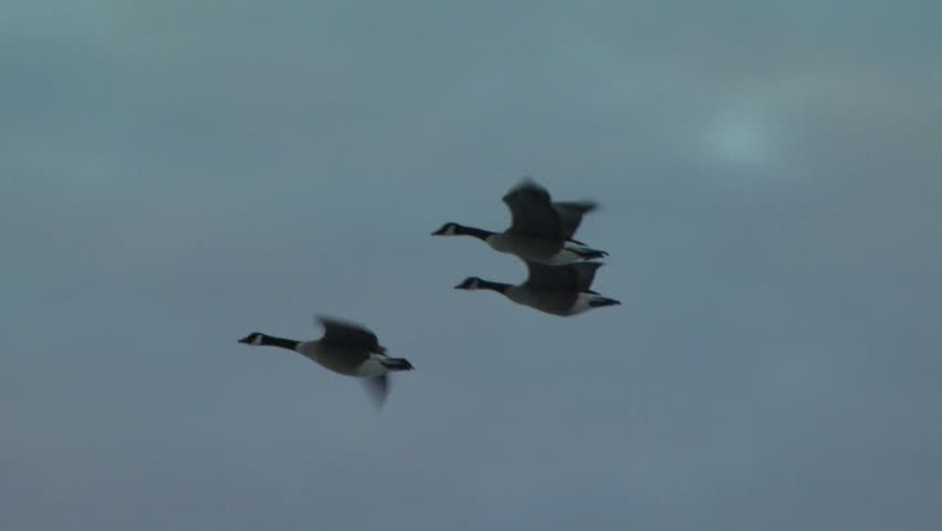 Group of Canada Geese flying over winter woods