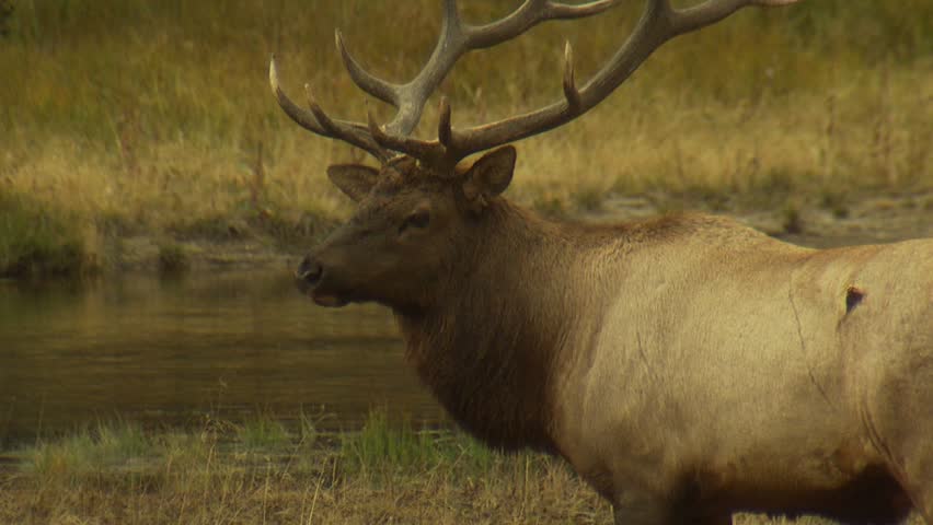 Bull Elk with large antlers walking away