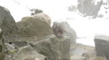 A small baby snow monkey crying, Jigokudani, Nagano, Japan.  These monkeys are famous throughout the world as they live in the snow, and use natural hot spring to keep warm.