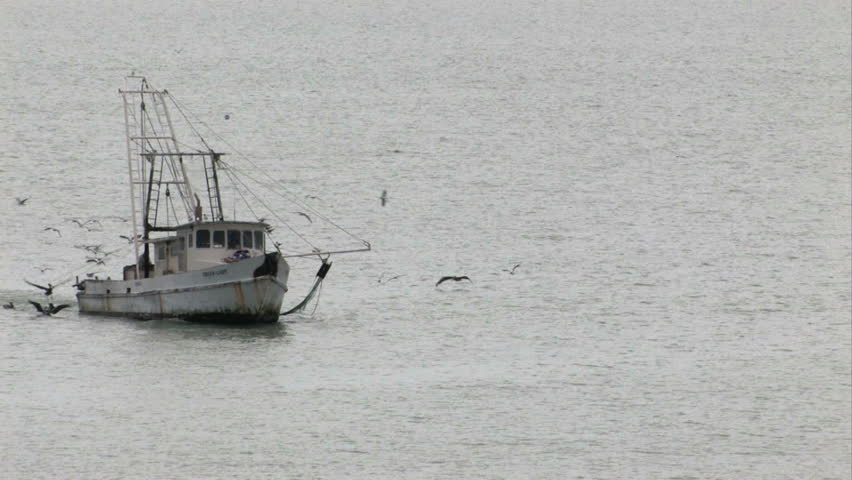 Shrimp boat trolling in the Corpus Christi Texas bay. Pelicans and seagulls flying and begging for scraps and food. Smooth water.