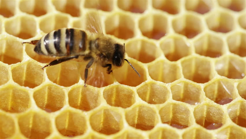 Close-up view of bees on honeycomb
