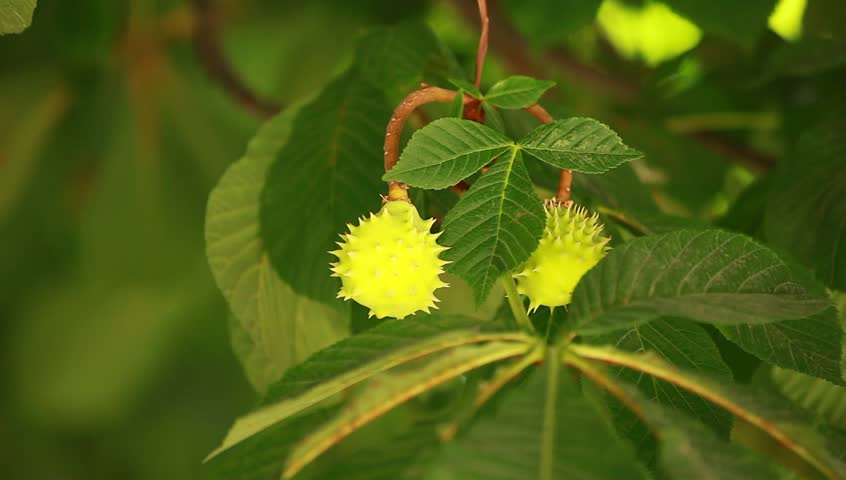 View under small green leaves chestnut trees at springtime