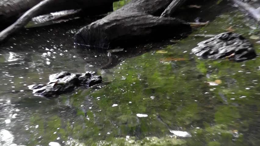 This harmless Midland water snake is often mistaken for the venomous Water Moccasin (AKA Cottonmouth) and is, in fact, often killed because people don't take time to learn the difference.  