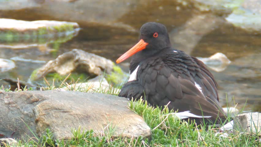 oystercatcher