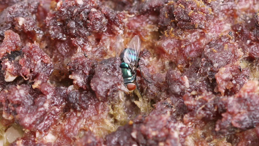 Личинка мясной мухи красивые фото и картинки