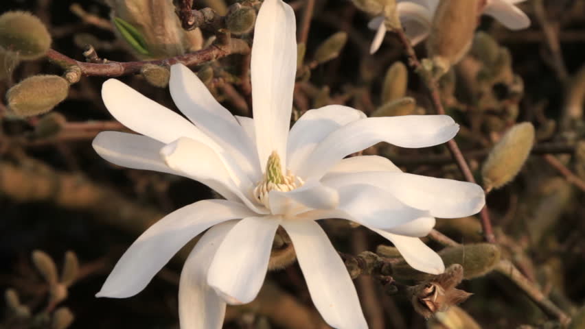 Close up of white magnolia stellata flower in soft sunlight