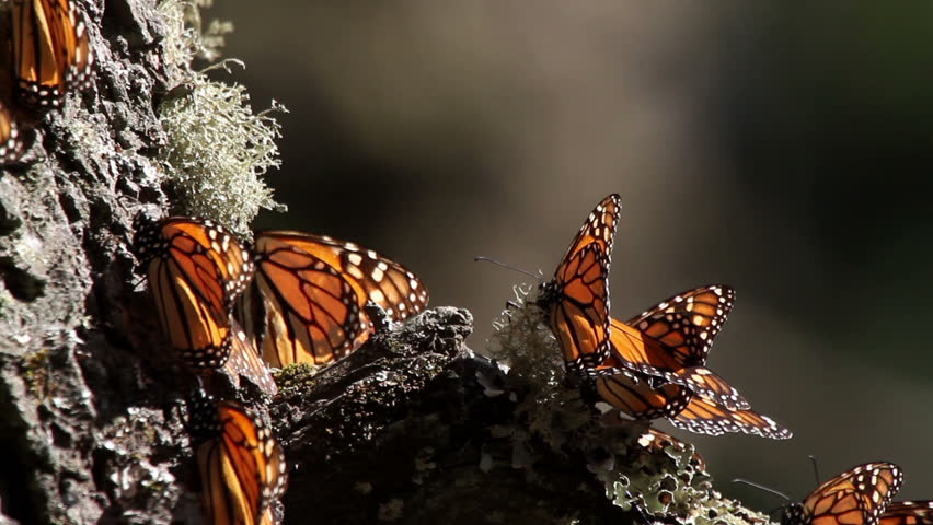 the amazing monarch butterfly sanctuary in mexico, where millions of butterflies return to each year from the USA and canada