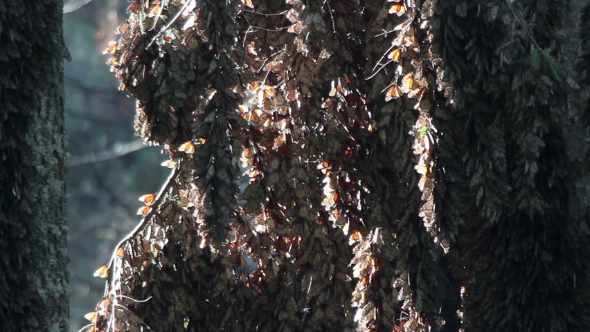 the amazing monarch butterfly sanctuary in mexico, where millions of butterflies return to each year from the USA and canada