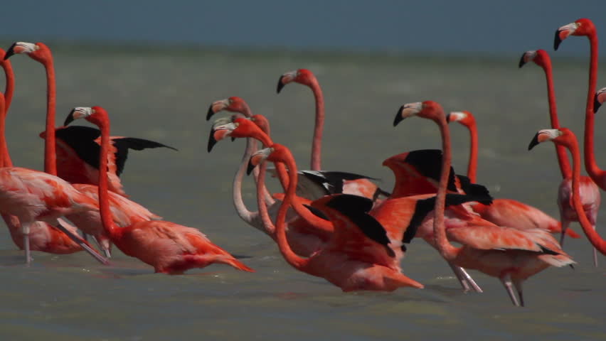 pink flamingos in the salt lagoons, ria largartos, mexico