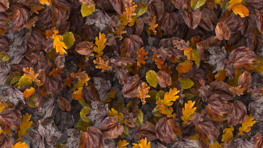 A heap of fallen leaves blow away leaving a white background.