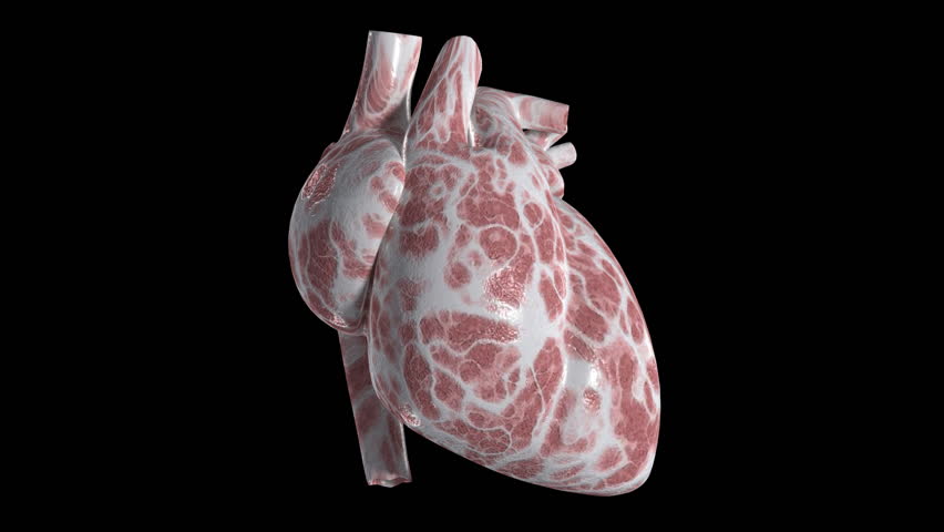 An isolated heart beating. Loops