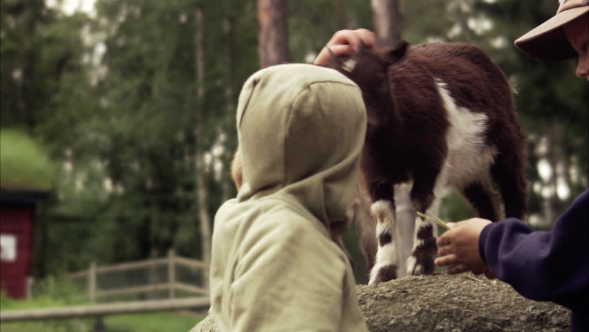 Children and goats at the zoo