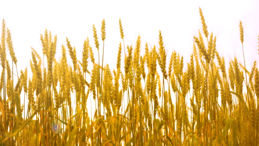 mature ears of wheat wave on a wind