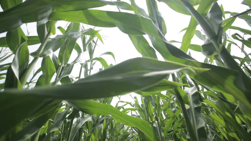 close up dolly shot in middle of a cornfield
