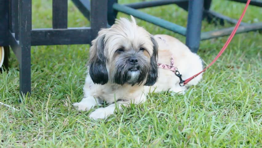 Small Furry Dog In Down Stay In Green Grass Lawn In Front Of Chair And Table Legs