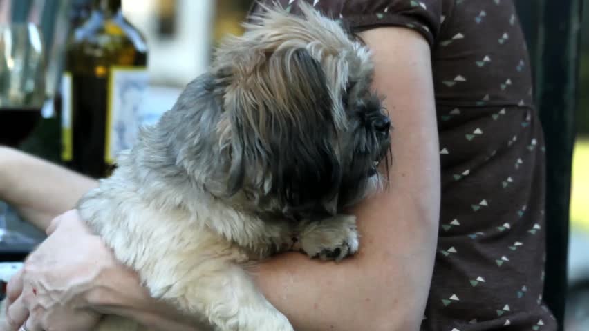 Small Furry Dog Looks Around While Being Held In Woman's Arm In Early Evening