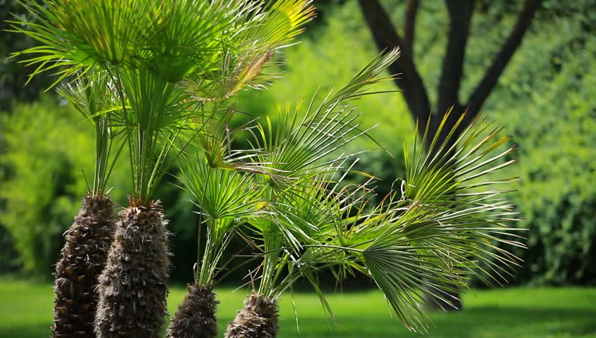 Green palm leaves swinging in the wind.