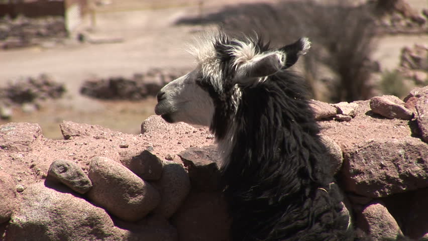 Lhama in the Atacama Desert, Chile