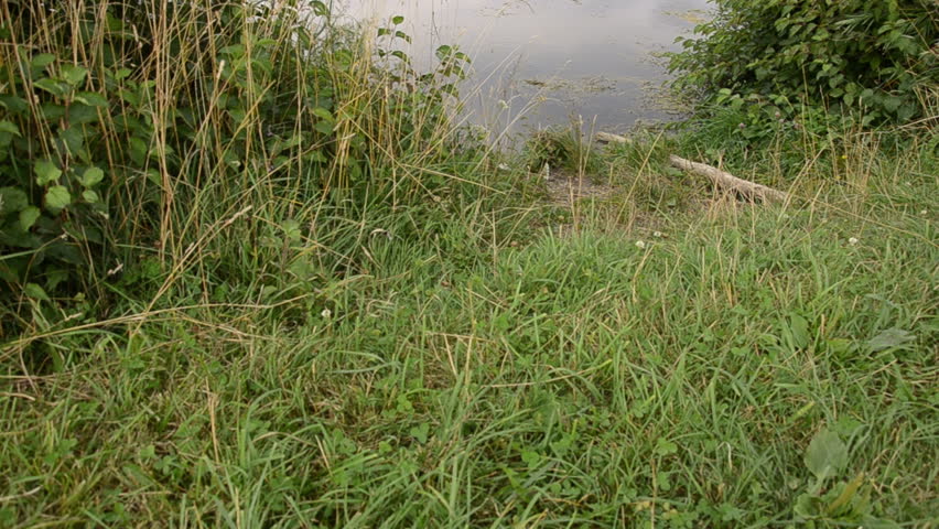 scene with a pond and meadow