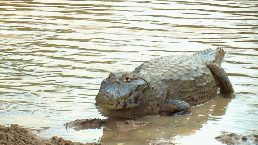 Alligator